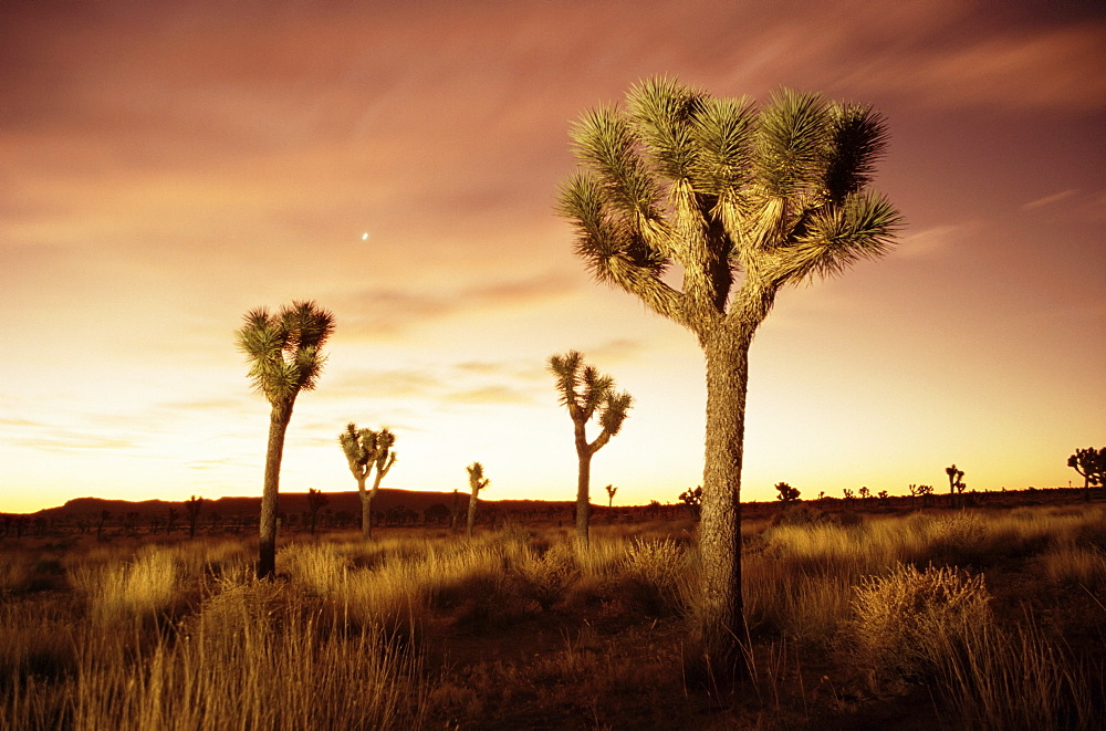 Joshua Tree National Park, California, United States of America, North America