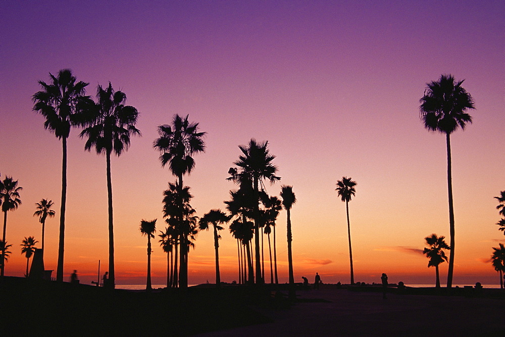 Palm trees at sunset, Venice Beach, Los Angeles, California, United States of America, North America