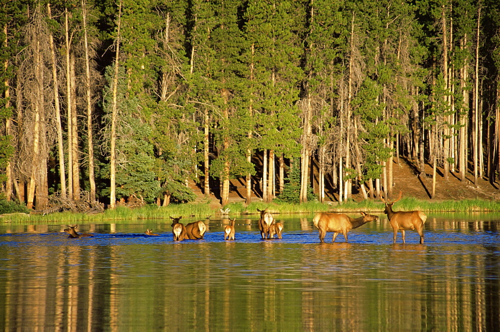 Elk crossing, Sprague Lake, Rocky Mountain National Park, Colorado, United States of America, North America