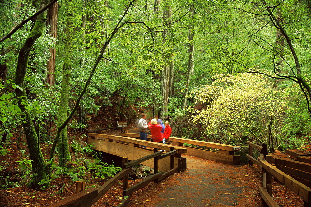 Bridge 4, Redwood Canyon Walk, Muir Woods National Monument, California, United States of America, North America