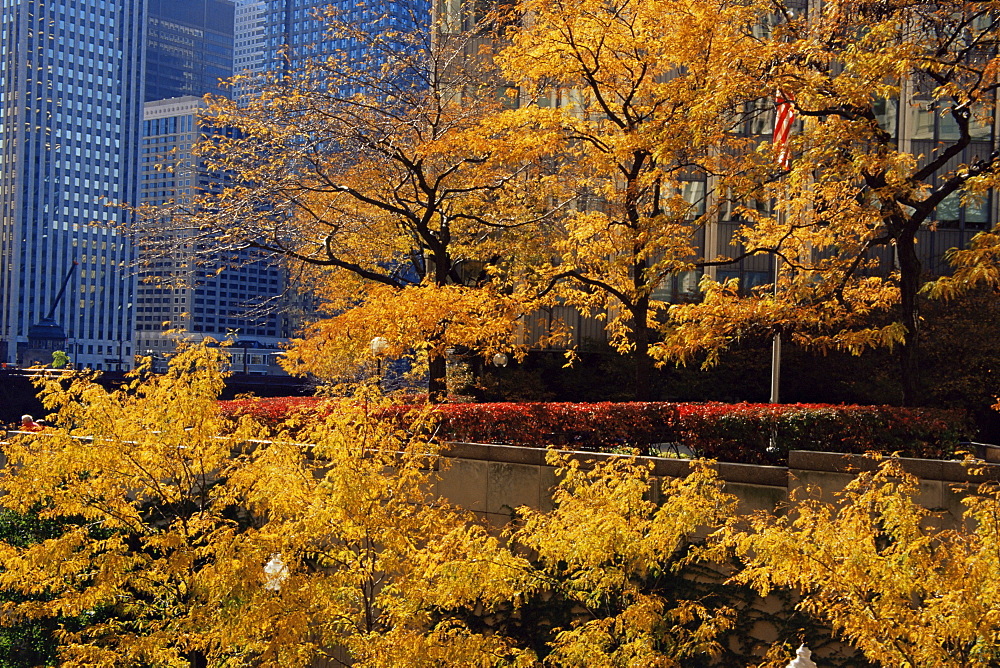 Fall color, Wrigley Tower, Chicago, Illinois, United States of America, North America