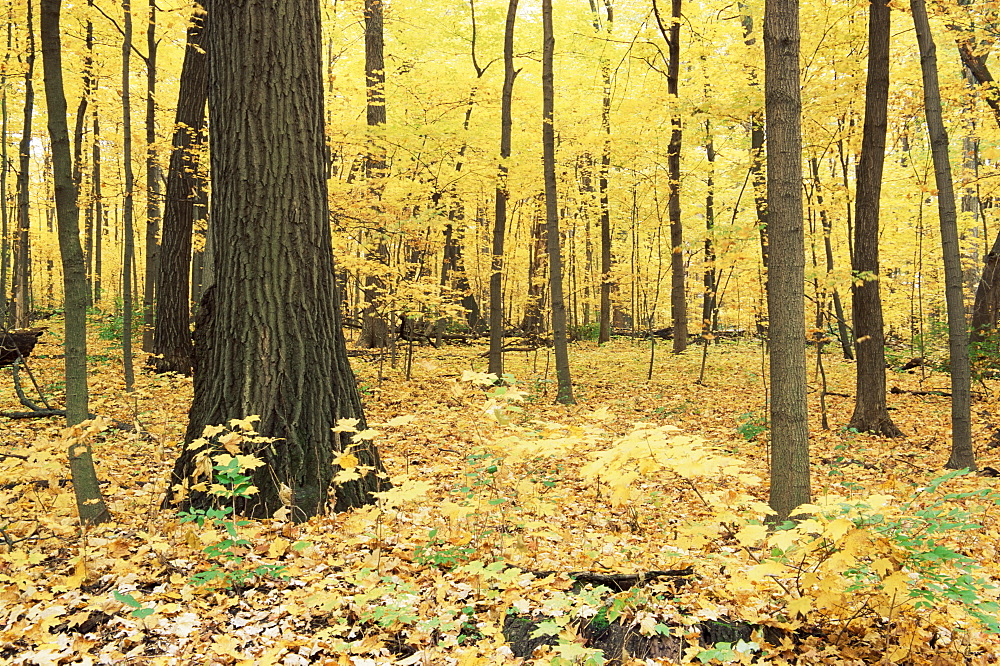 The Morton Arboretum, Dupage County, Chicago, Illinois, United States of America, North America