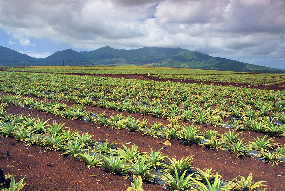 Dole pineapple plantation, Oahu island, Hawaii, United States of America, North America