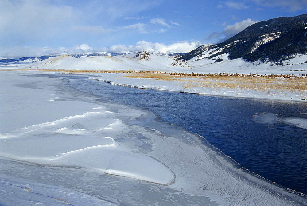 National Elk Refuge, Jackson, Wyoming, United States of America, North America