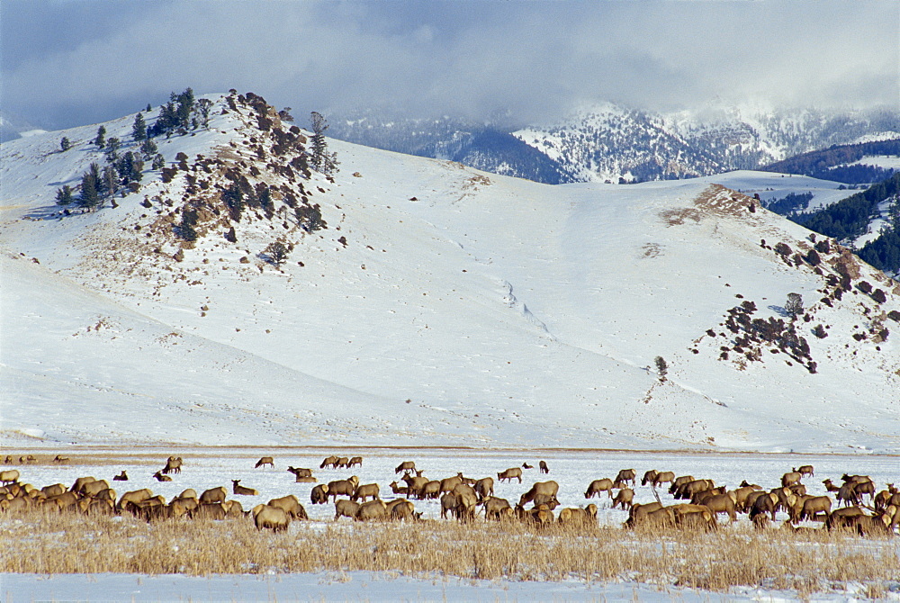 Herd of elk, National Elk Refuge, Jackson, Wyoming, United States of America, North America