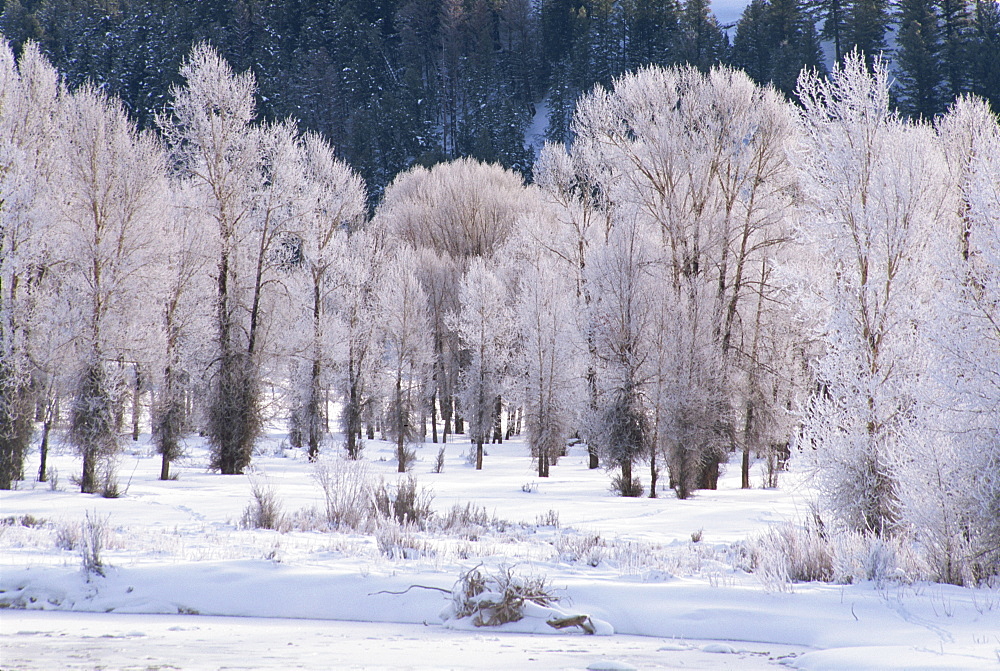 Trees, Teton National Park, Wyoming, United States of America, North America