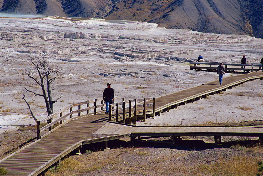 Main terrace, Mammoth Hot Springs, Yellowstone National Park, UNESCO World Heritage Site, Wyoming, United States of America, North America