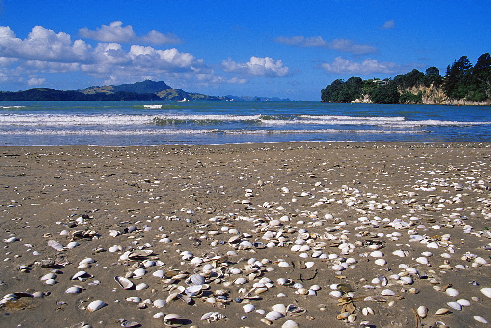 Shells on beach, town of Whitianga, Coromandel area, North Island, New Zealand, Pacific