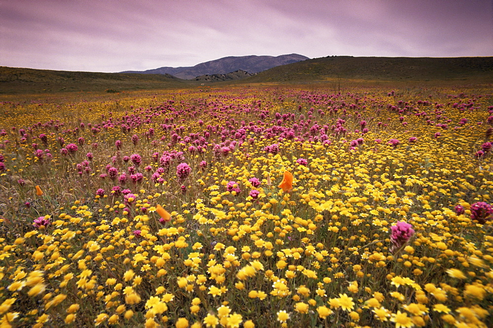 Goldfields and owl's clover, Tehachapi mountains, southern California, United States of America, North America