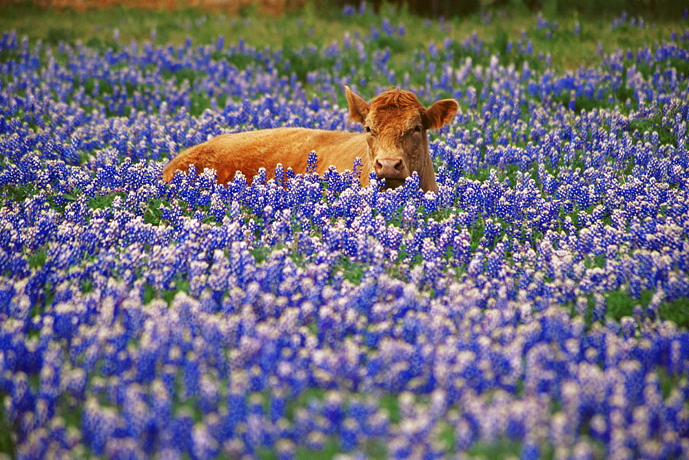 Calf in bluebonnets, Hill Country region, Austin, Texas, United States of America, North America