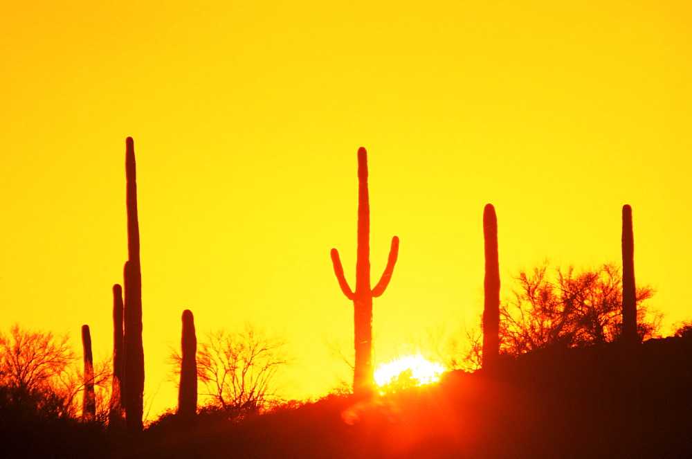 Saguaro cacti at sunset, Saguaro National Monument, Tucson, Arizona, United States of America, North America