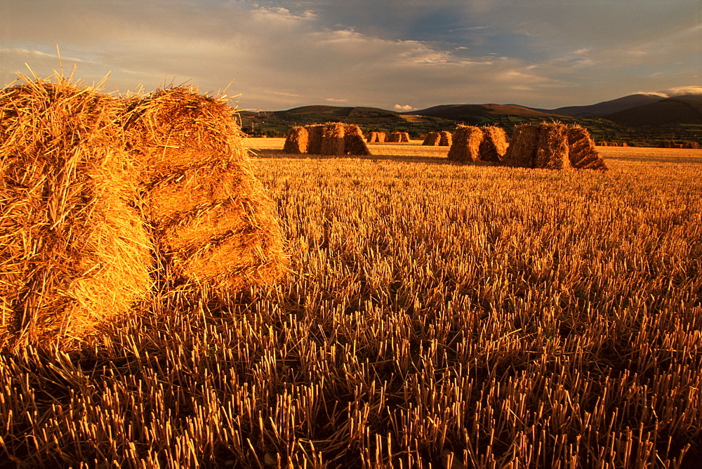 Hay bales, Newcastle, County Tipperary, Munster, Republic of Ireland, Europe