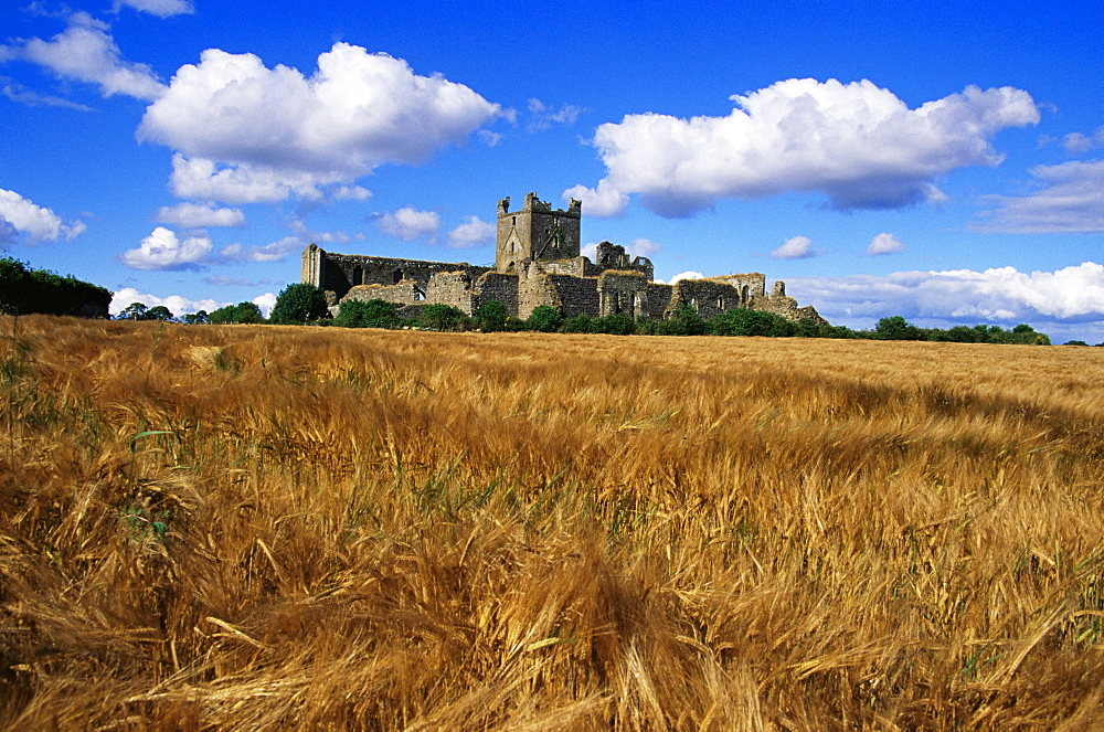 Dunbrody Abbey, County Wexford, Leinster, Republic of Ireland, Europe