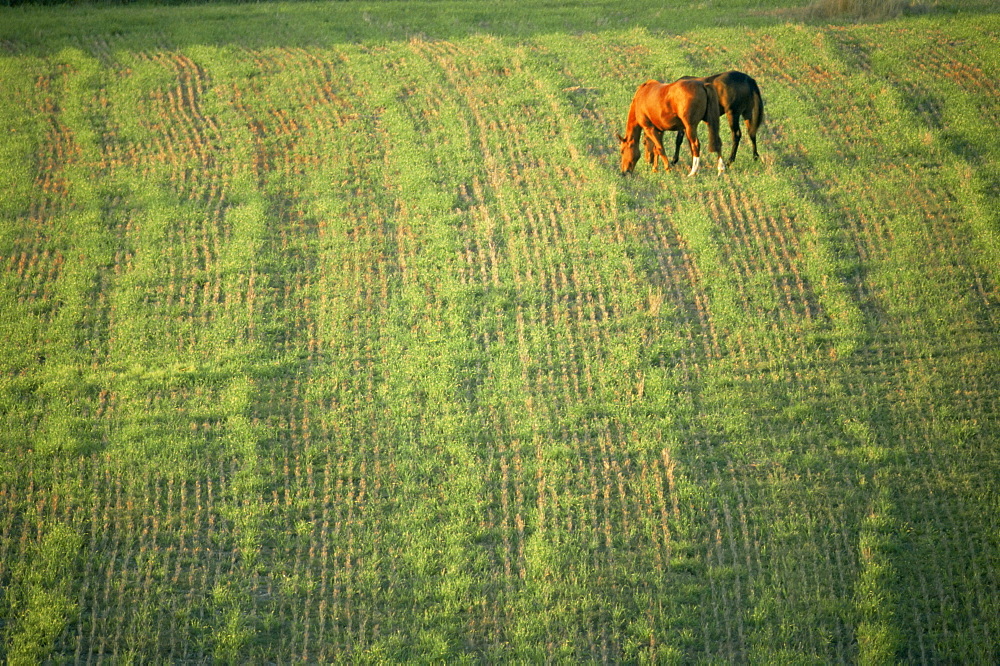 Horses, Ballincollig area, County Cork, Munster, Republic of Ireland, Europe