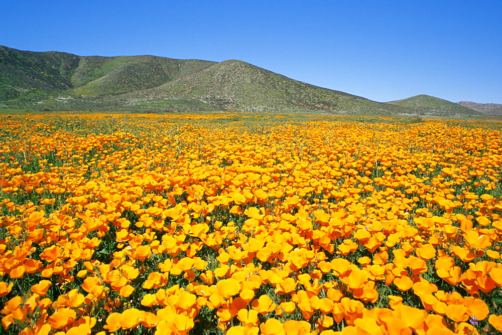 California poppy, East County area, San Diego, California, United States of America, North America