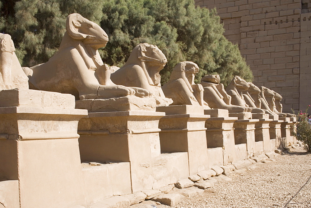 Avenue of Rams leading to temple precinct, Karnak, near Luxor, Thebes, UNESCO World Heritage Site, Egypt, North Africa, Africa