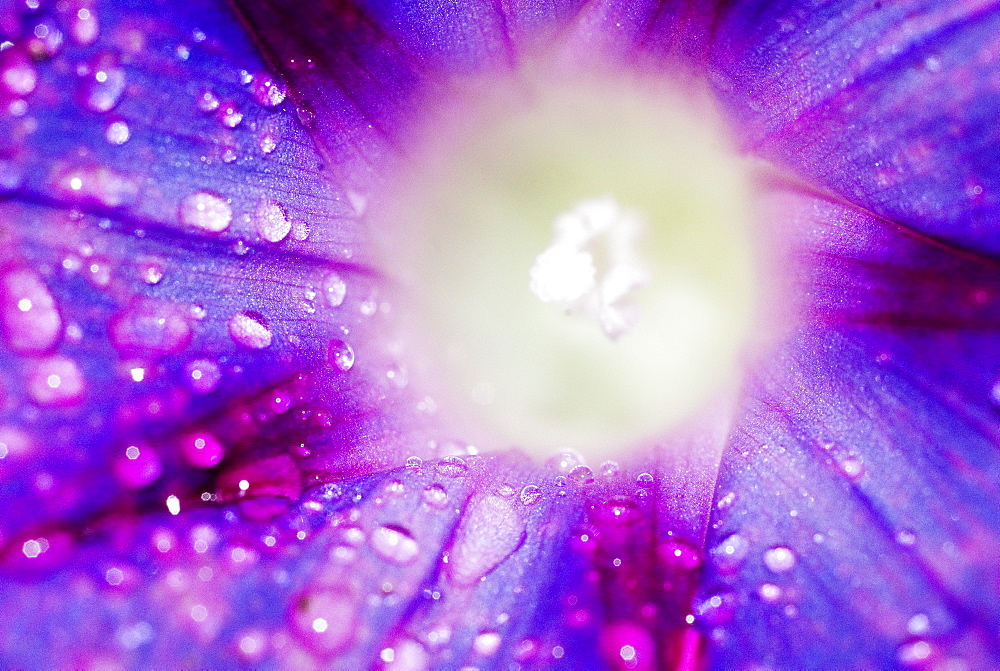 Ipomoea flower and water droplets, Dali, Yunnan, China, Asia