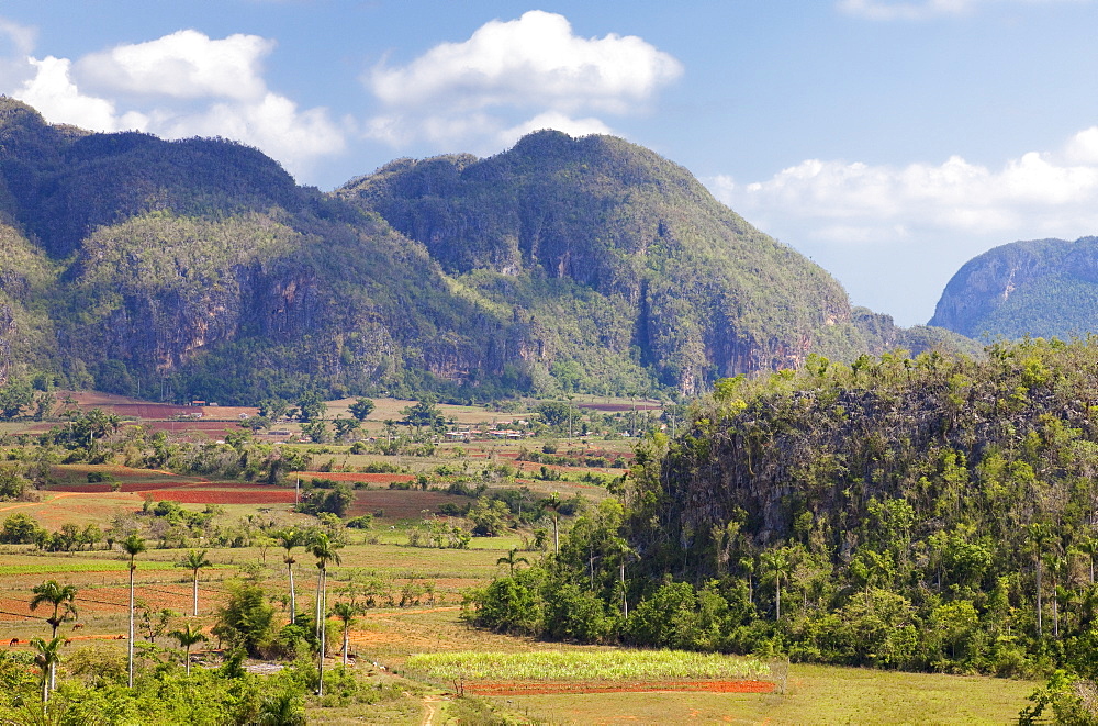 Agriculture in the dramatic Valle de Vinales, UNESCO World Heritage Site, Pinar del Rio Province, Cuba, West Indies, Central America