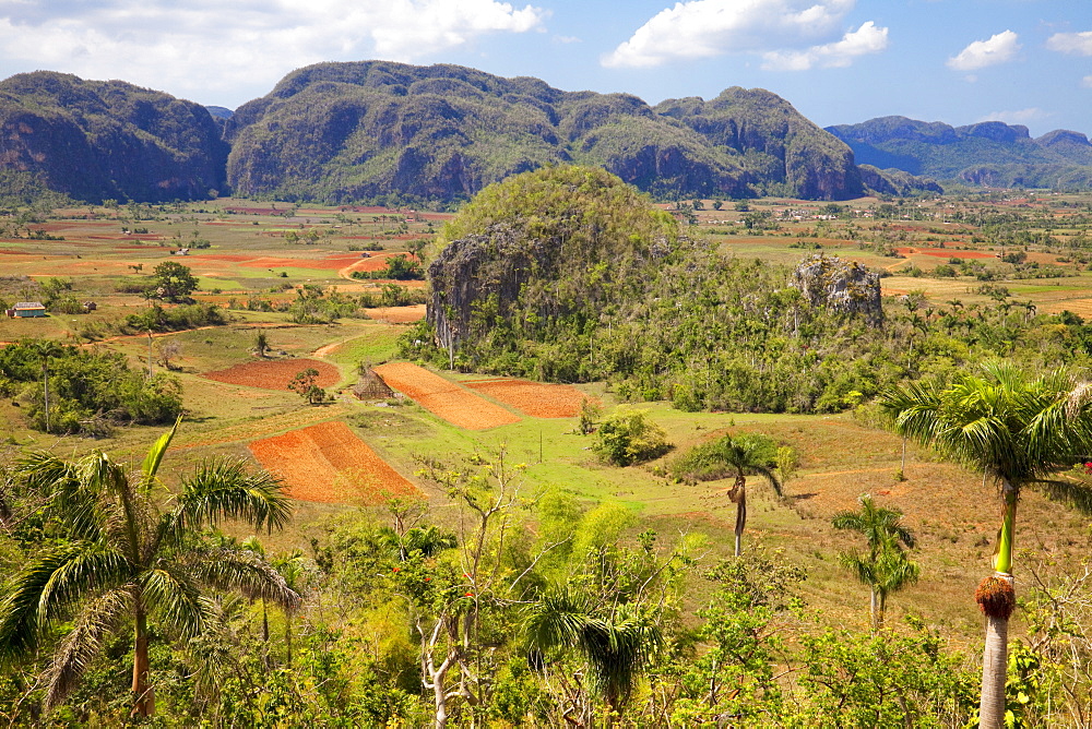 Agriculture in the dramatic Valle de Vinales, UNESCO World Heritage Site, Pinar del Rio Province, Cuba, West Indies, Central America