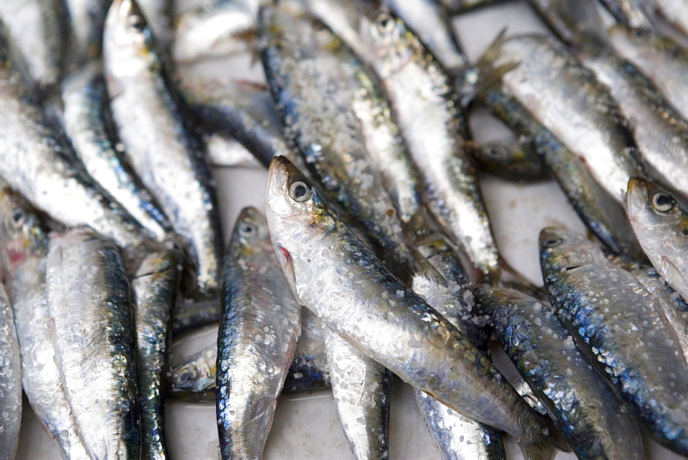 Fresh sardines for sale, Essaouira, Morocco, North Africa, Africa