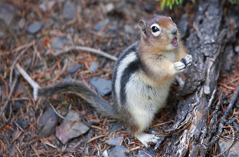 Chipmunk eating, Lake Louise, Banff National Park, Alberta, Canada, North America