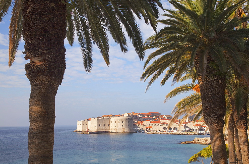 Old Town through palm trees, Dubrovnik, Croatia, Europe