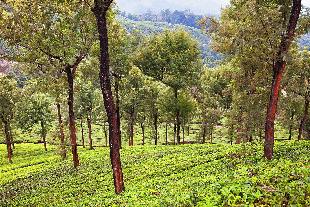 Tea plantations in Munnar, Kerala, India, Asia 