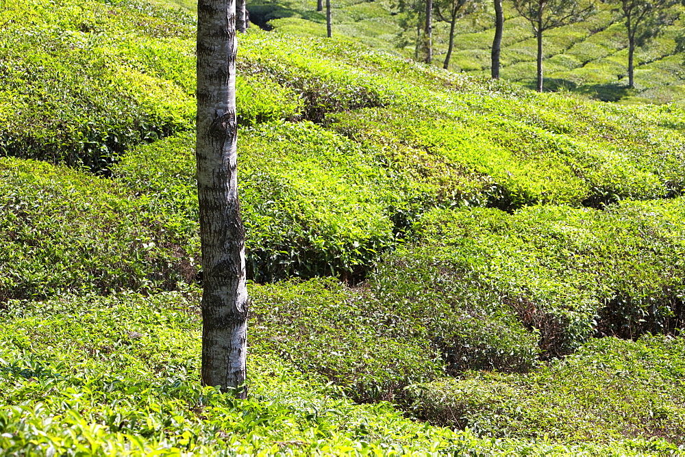 Tea plantation in the mountains of Munnar, Kerala, India, Asia 