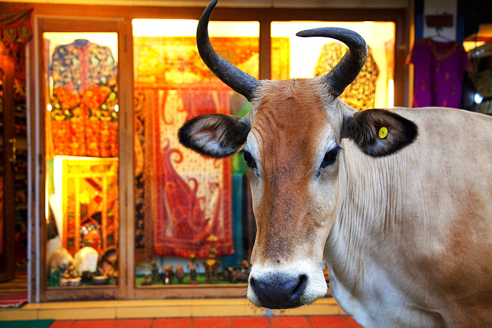 Cow outside a shop in the street in Thekkady, Kerala, India, Asia 