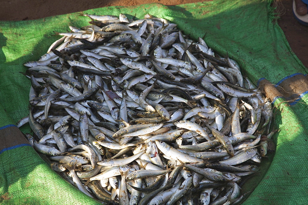 The morning's catch for sale at Marari Beach, Kerala, India, Asia 