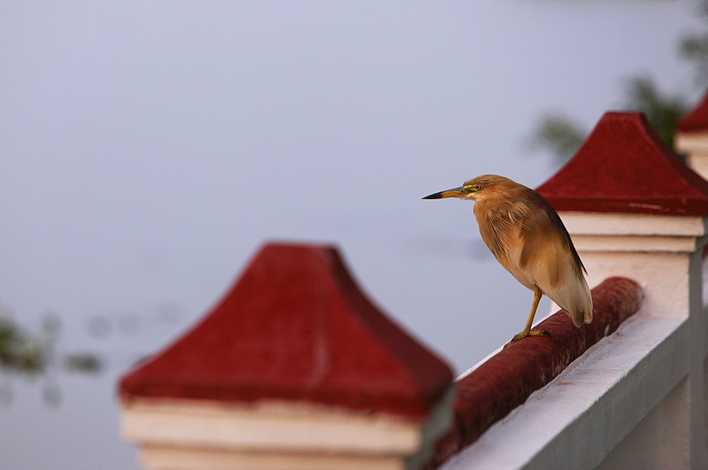 Indian pond heron, Kerala, India, Asia 