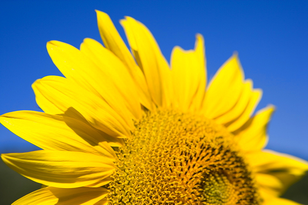 Close-up of sunflower, Tuscany, Italy, Europe