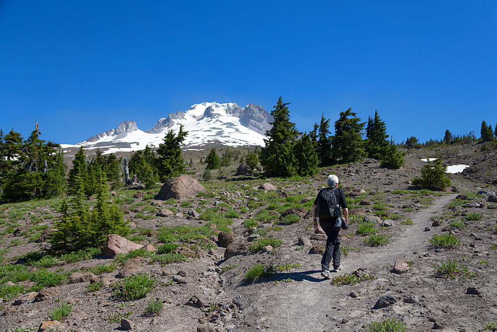 Lady hiker walking on a trail on Mount Hood, part of the Cascade Range, Pacific Northwest region, Oregon, United States of America, North America