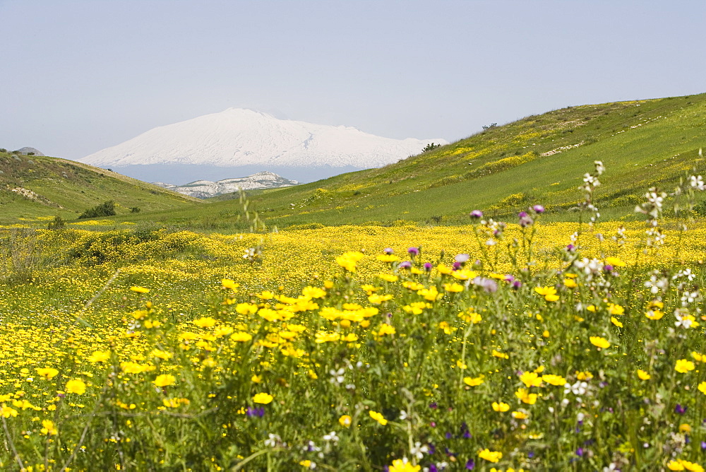 Spring meadow, snow covered Mount Etna in background, Sicily, Italy, Europe