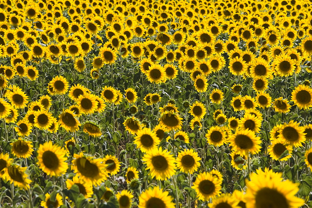 Field of sunflowers in full bloom, Languedoc, France, Europe