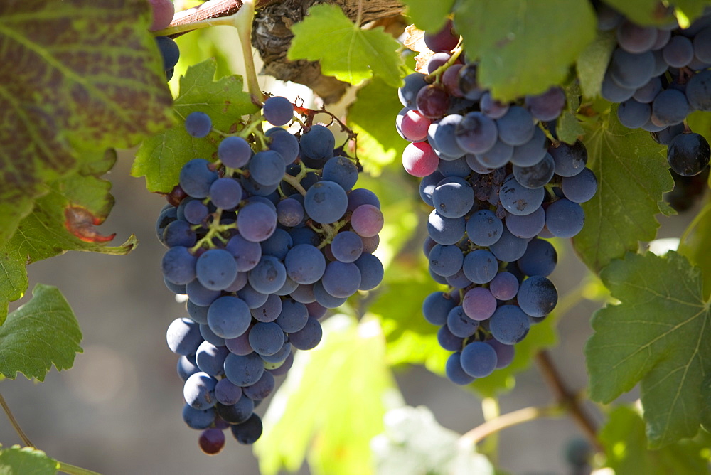 Grape vines, Languedoc, France, Europe