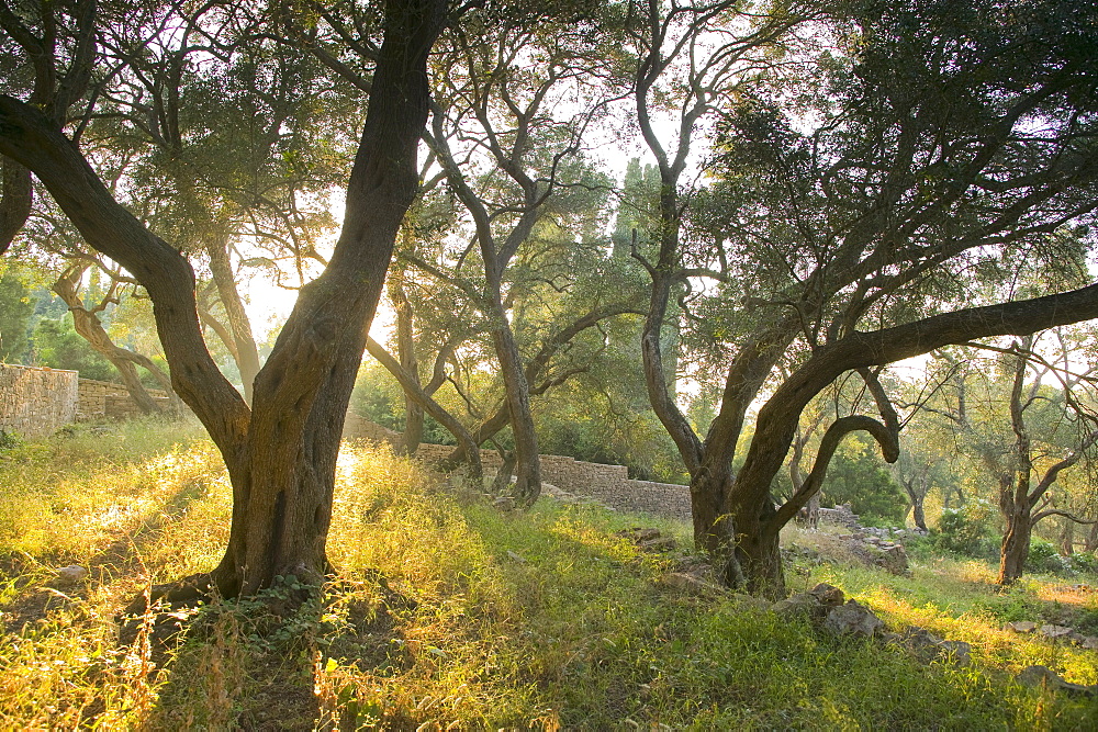 Evening light shining through olive trees, Paxos, Ionian Islands, Greek Islands, Greece, Europe