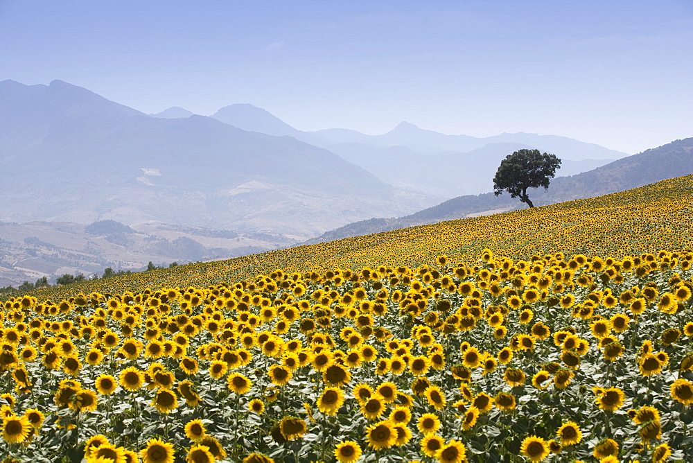 Sunflowers, near Ronda, Andalucia (Andalusia), Spain, Europe