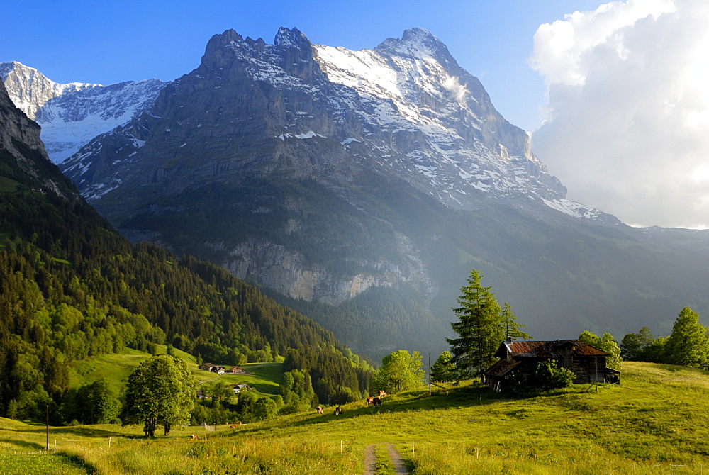 Meadow and farm building, Grindelwald, Bern, Switzerland, Europe