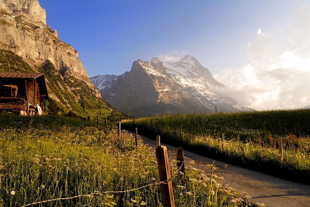 Spring alpine flower meadow and mountains, Grindelwald, Bern, Switzerland, Europe