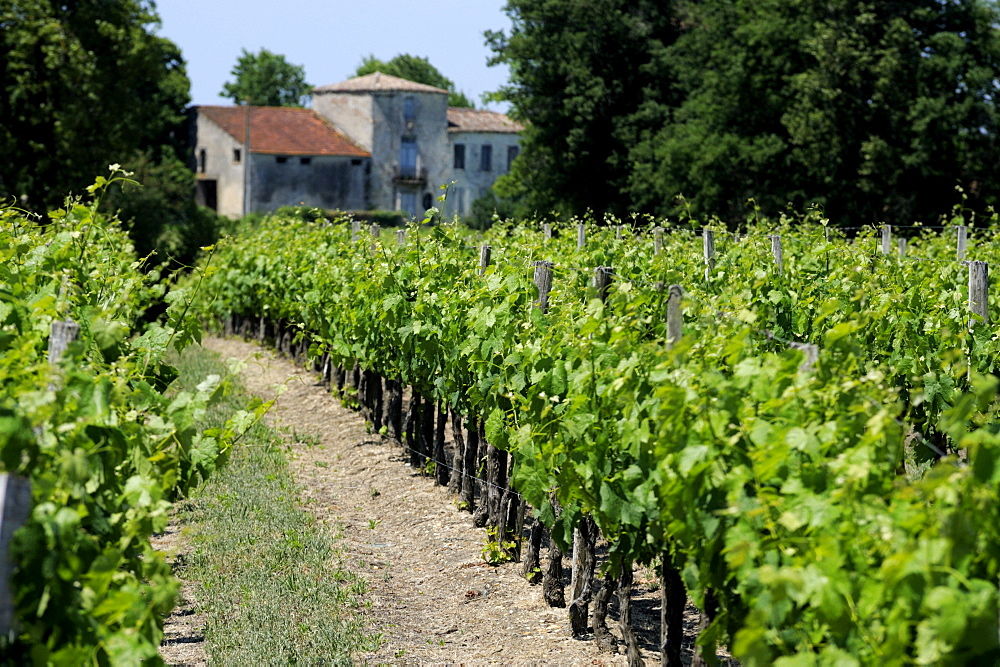 Vineyard in the Bordeaux region, Gironde, Aquitaine, France