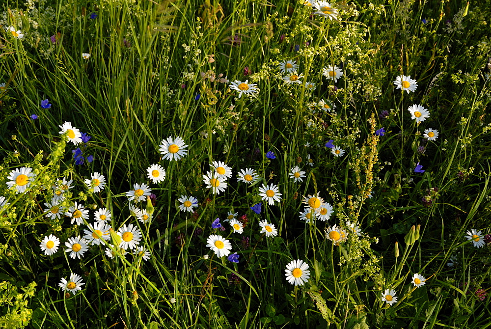 Spring alpine flowers, Grindelwald, Bern, Switzerland, Europe