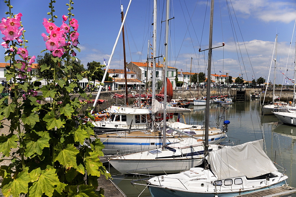 Hollyhocks on the quayside, Ars-en-Re, Ile de Re, Charente Maritime, France, Europe