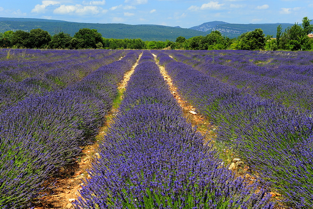 Lavender fields around Roussillon, Parc Naturel Regional du Luberon, Vaucluse, Provence, France, Europe