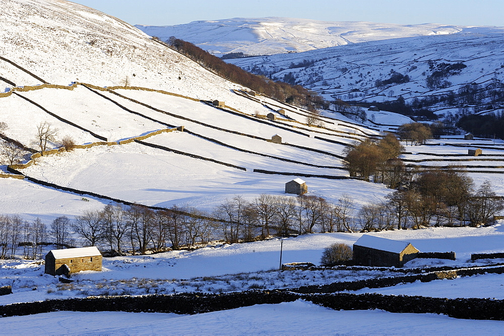 Stone barns in a winter landscape, Swaledale, Yorkshire Dales National Park, North Yorkshire, England, United Kingdom, Europe