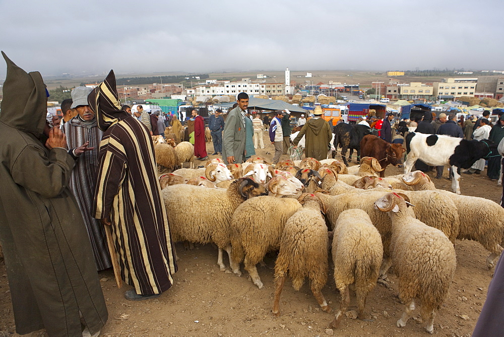 Animal market, near Tetouan, Morocco, North Africa, Africa