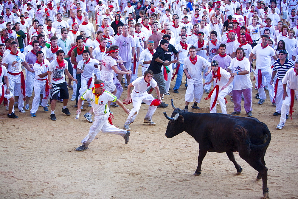 Vaquilla (little cow), Encierro in the Plaza de Toros, San Fermin Fiesta, Pamplona, Navarra, Spain, Europe