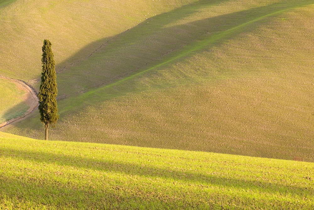 Pisa area, Tuscany, Italy, Europe