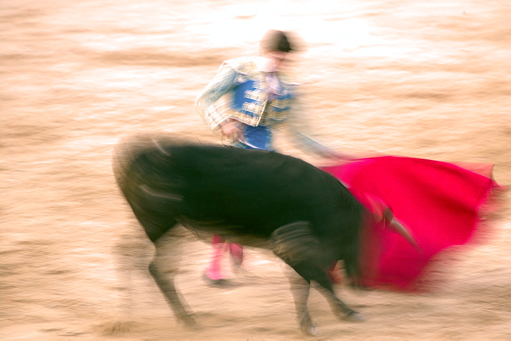 Young bulls (novillos) in the main square of the village used as the Plaza de Toros, Chinchon, Comunidad de Madrid, Spain, Europe