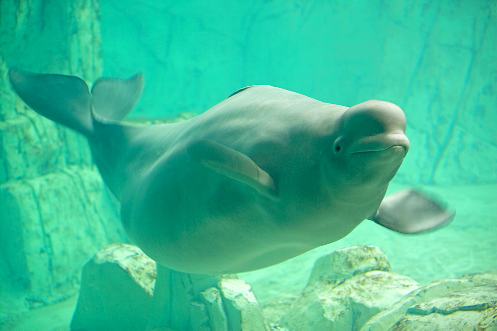 Beluga, Oceanographic aquarium, Valencia, Spain, Europe